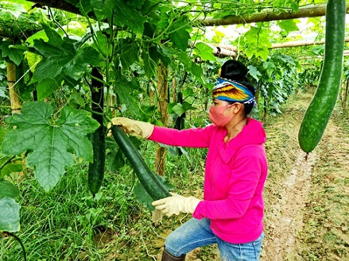 Hiện nay, nhiều hội viên nông dân trên địa bàn huyện Điện Biên, tận dụng những tiềm năng, thế mạnh sẵn có để phát triển sản xuất, vươn lên làm giàu. Ảnh minh họa: dienbien.gov.vn.