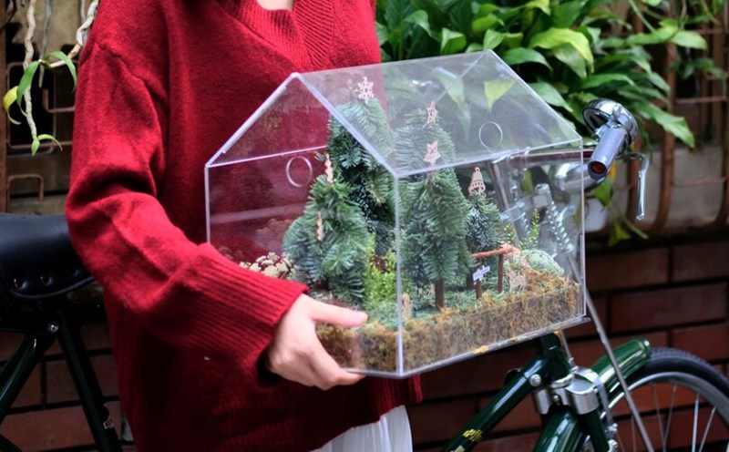 Cây thông trang trí trong hộp mica. Ảnh: NVCC