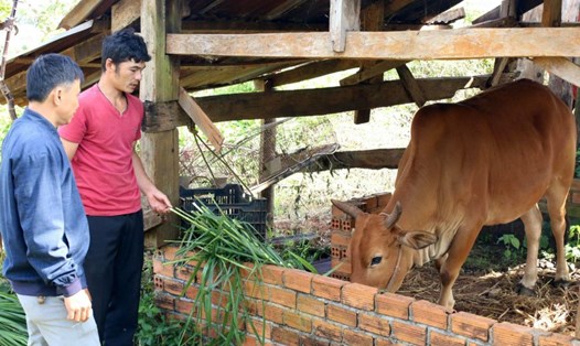 Gia đình anh Điểu Tài (phải ảnh) được quan tâm, hỗ trợ trao bò giống để có thêm sinh kế thoát nghèo. Ảnh: Thanh Hằng