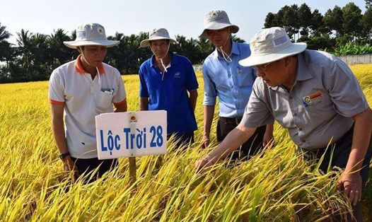 Lộc Trời 28 và Nàng Hoa 9 của Tập đoàn Lộc Trời đã cùng  góp phần vào chiến thắng của lúa gạo Việt Nam. Ảnh: Tập đoàn Lộc Trời cung cấp