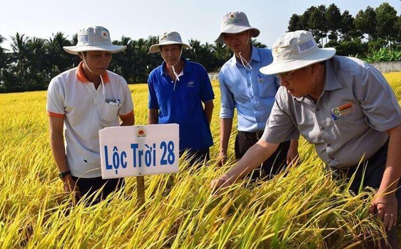 Lộc Trời 28 và Nàng Hoa 9 của Tập đoàn Lộc Trời đã cùng  góp phần vào chiến thắng của lúa gạo Việt Nam. Ảnh: Tập đoàn Lộc Trời cung cấp