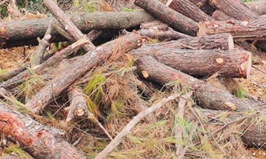 Hiện trường vụ phá rừng thông vừa phát hiện tại xã An Ninh (huyện Quảng Ninh). Ảnh: Tâm Đức