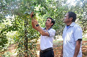 Cây mắc ca đang mang lại nguồn thu nhập khá và ổn định cho gia đình ông Điểu Drây. Ảnh: Văn Tâm