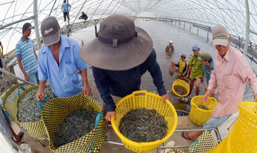 Festival Tôm Cà Mau được kỳ vọng nâng cao giá trị gia tăng cho ngành hàng tôm Việt Nam, trong đó có tỉnh Cà Mau. Ảnh: Nhật Hồ