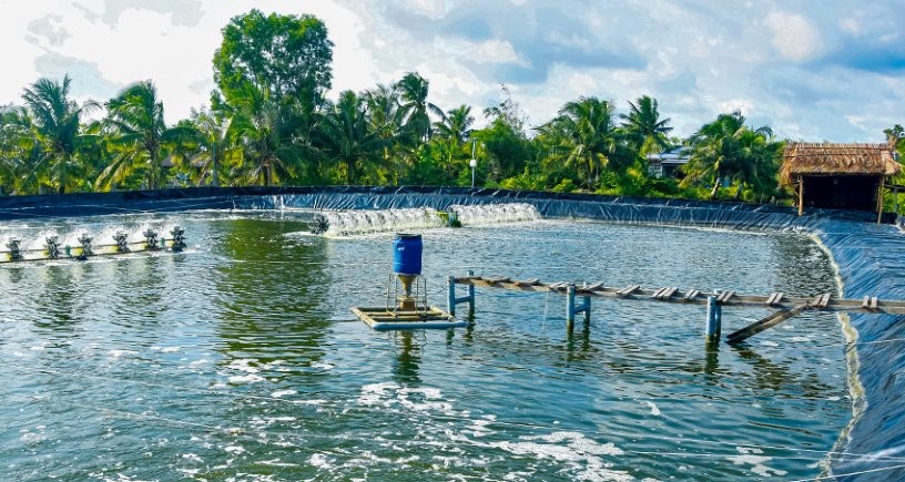 Con tôm Cà Mau ngày càng sạch hơn do áp dụng tiến bộ khoa học vào ao nuôi. Ảnh: Nhật Hồ