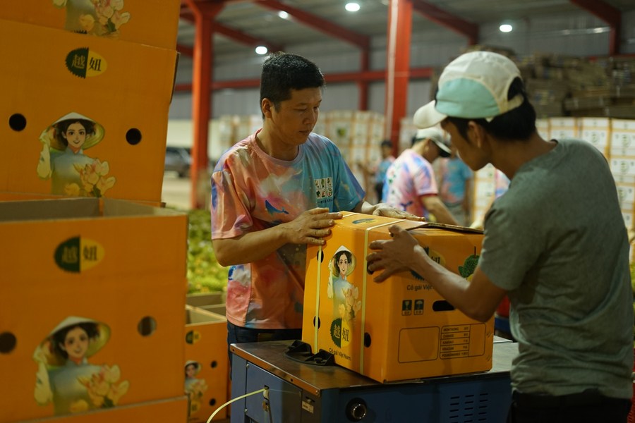 Đóng gói sầu riêng để xuất khẩu sang Trung Quốc ở Đắk Lắk, Việt Nam, ngày 15.9.2023. Ảnh: Tân Hoa Xã