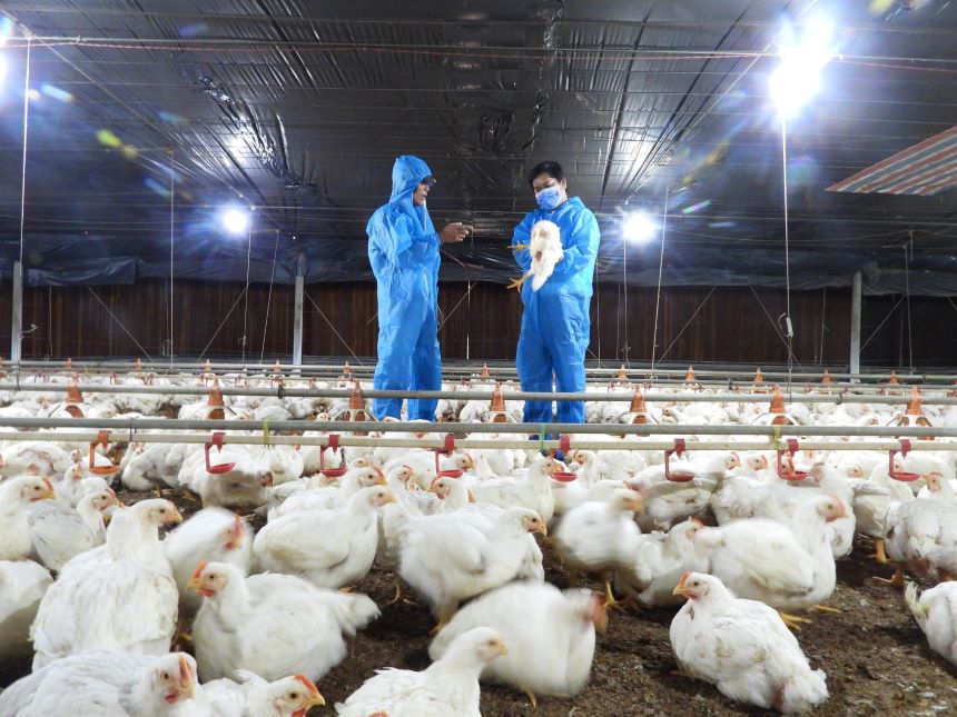 Một cơ sở chăn nuôi gà công nghiệp, khép kín ở Bình Phước. Ảnh: Dương Bình