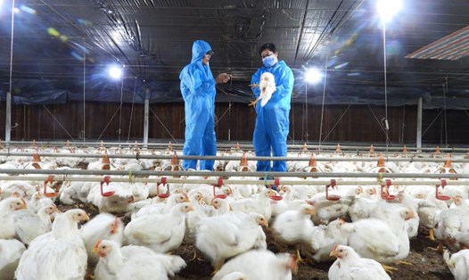 Một cơ sở chăn nuôi gà công nghiệp, khép kín ở Bình Phước. Ảnh: Dương Bình