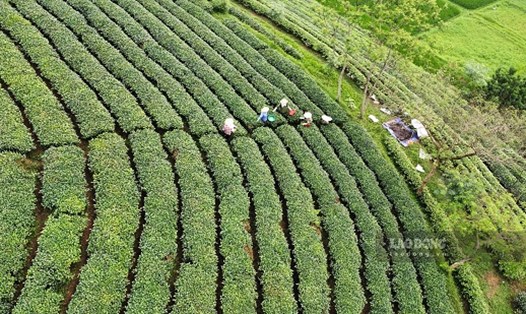 Người nông dân thu hoạch chè ở Tuyên Quang. Ảnh Nguyễn Tùng