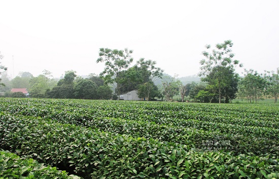 Những đồi chè xanh ở Mỹ Bằng (huyện Yên Sơn) một trong số các vùng chuyên sản xuất chè của tỉnh Tuyên Quang. Ảnh: Nguyễn Tùng.