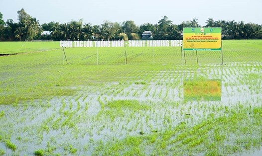 “Phát triển xanh, giảm phát thải, chất lượng cao” là mục tiêu của Đề án 1 triệu ha lúa chuyên canh lúa chất lượng cao và phát thải thấp gắn với với tăng trưởng xanh vùng Đồng bằng sông Cửu Long đến năm 2030”.