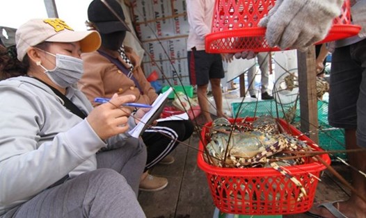 Sản lượng tôm hùm bông còn tồn đọng, chưa tiêu thụ trên địa bàn tỉnh Khánh Hòa được ước lượng khoảng 150 tấn. Ảnh: Hữu Long