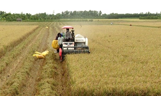 Sẽ có hàng triệu hộ dân hưởng lợi từ Đề án 1 triệu ha lúa chuyên canh lúa chất lượng cao và phát thải thấp gắn với tăng trưởng xanh vùng ĐBSCL. Ảnh: Phương Anh
