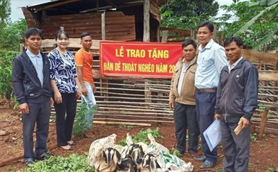 Hỗ trợ dê giống cho hộ nghèo. Ảnh: Cổng thông tin điện tử tỉnh Gia Lai