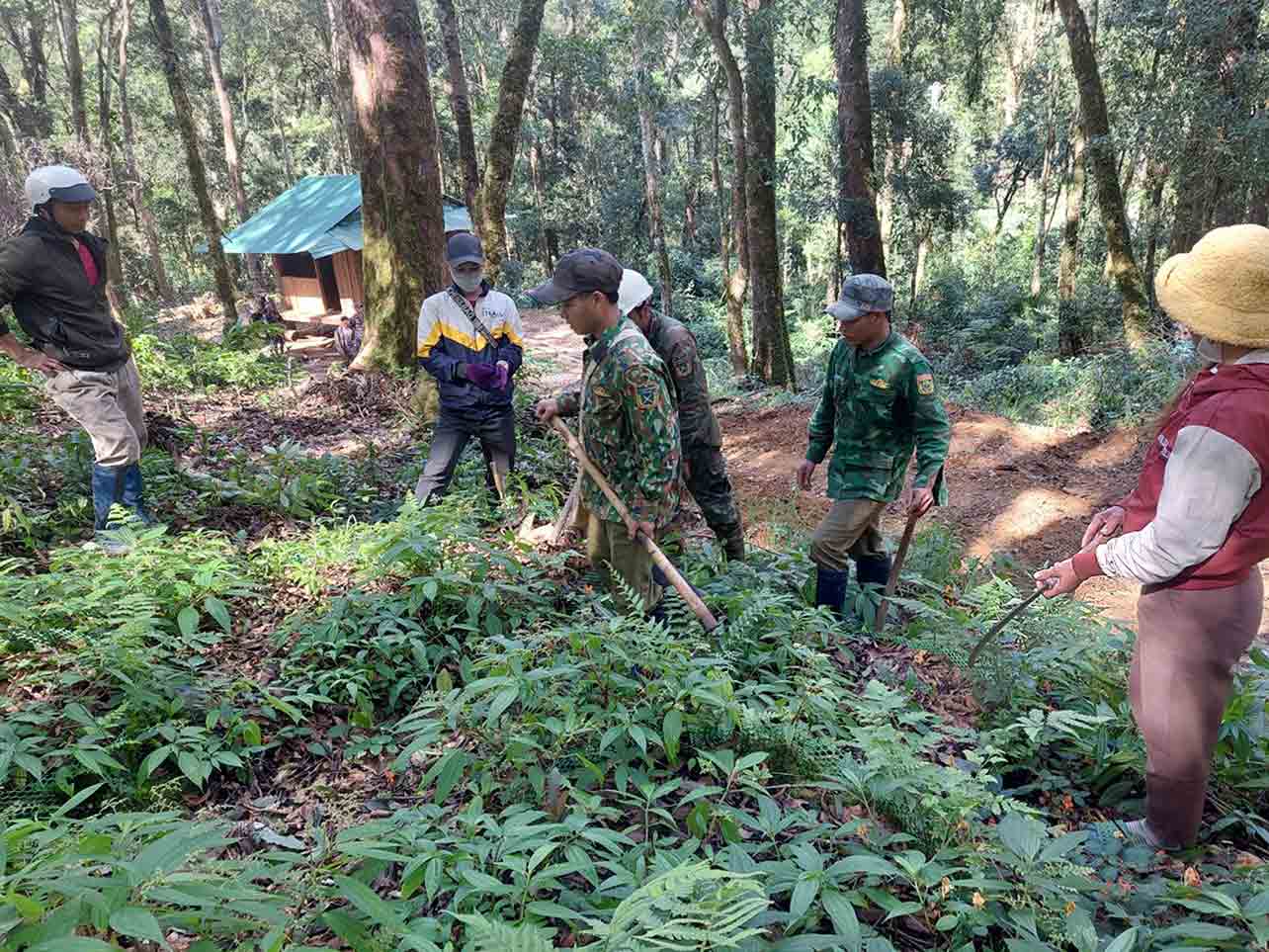 Người dân tiến hành trồng cây giống sâm Ngọc Linh tại huyện Tu Mơ Rông (tỉnh Kon Tum)