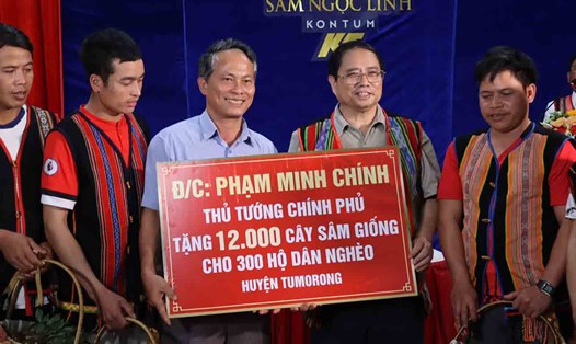 Thủ tướng Phạm Minh Chính trao tặng 12.000 cây giống sâm Ngọc Linh trong chuyến công tác tại Kon Tum vào tháng 8.2023. Ảnh: Nguyên Lê