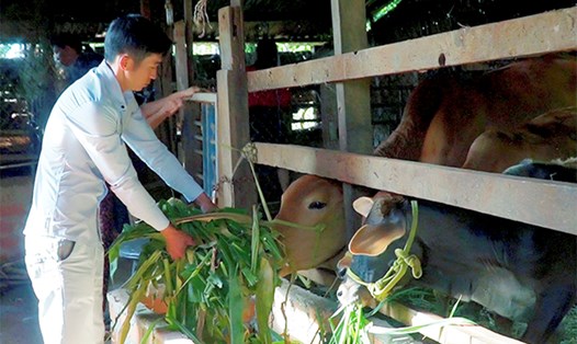Anh Nguyễn Khánh ở thôn Đồng Bằng, xã Biển Hồ, TP Pleiku chăm sóc đàn bò của gia đình. Ảnh: Phạm Ngọc