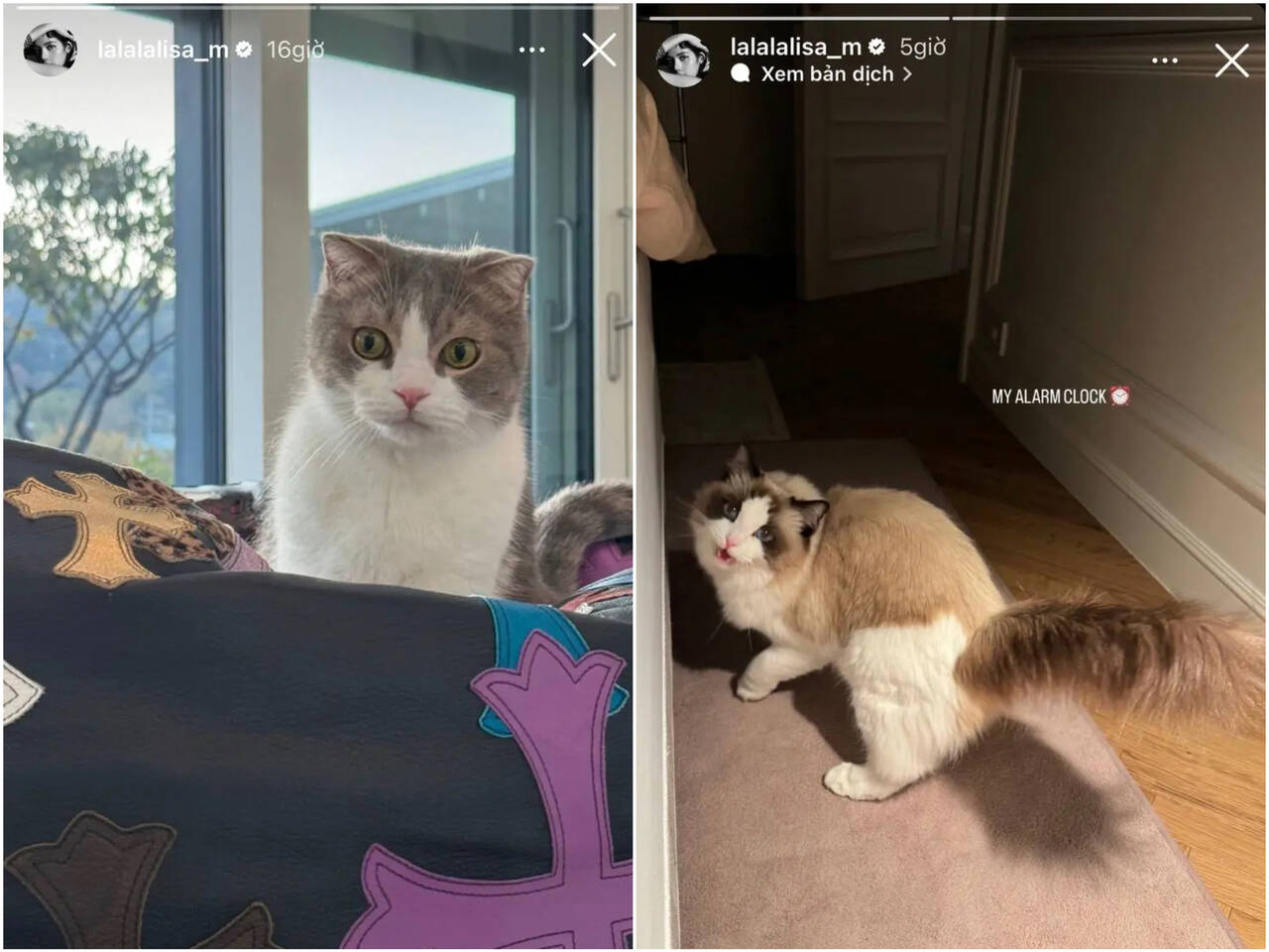 Lisa sẽ đưa đàn mèo của mình cùng sang Paris?. Ảnh: Instagram