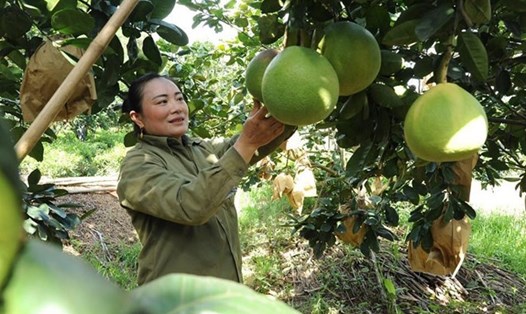 Vườn bưởi da xanh của người dân tại huyện Con Cuông, Nghệ An. Ảnh: Hồng Sơn