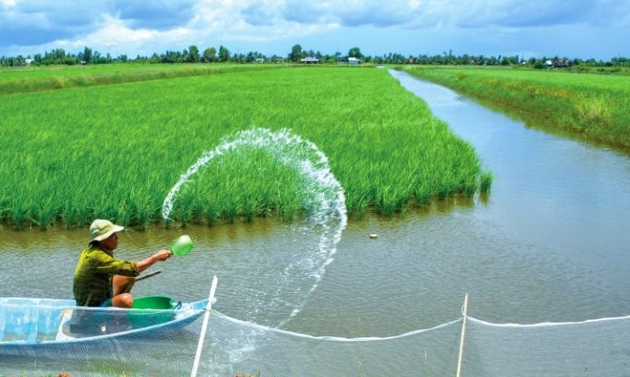 Theo các nhà khoa học, hạn mặn sẽ ĐBSCL sẽ có thêm 1 triệu ha nuôi tôm thuộc mô hình lúa tôm tại vùng ven với cây lúa vào năm 2030. Ảnh: Nhật Hồ