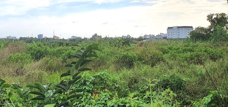 Phía sau tấm biển quy hoạch là đất sản xuất nông nghiệp, làm vườn ngay trung tâm thành phố Bạc Liêu, tỉnh Bạc Liêu. Ảnh: Nhật Hồ