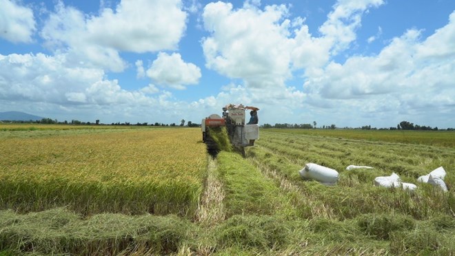 Việt Nam có thể tăng diện tích và số vụ trồng lúa để xuất khẩu gạo, đáp ứng nhu cầu thế giới. Ảnh: Tân Long 
