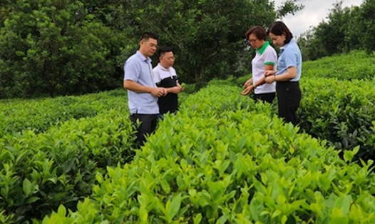 Mô hình trồng chè của HTX sản xuất kinh doanh và dịch vụ tổng hợp Bình Thuận. Ảnh Hà Hoàng.