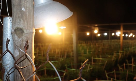 Nông dân Đà Nẵng chong đèn xuyên đêm để chăm hoa Tết. Ảnh: Nguyễn Linh