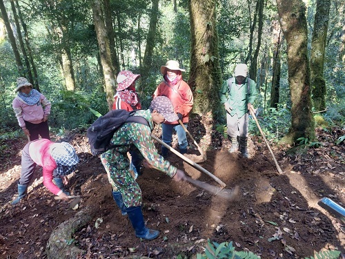 Người dân huyện Tu Mơ Rông trồng sâm Ngọc Linh dưới tán rừng già để bảo vệ rừng, phục vụ sinh kế. Ảnh: Thanh Tuấn 