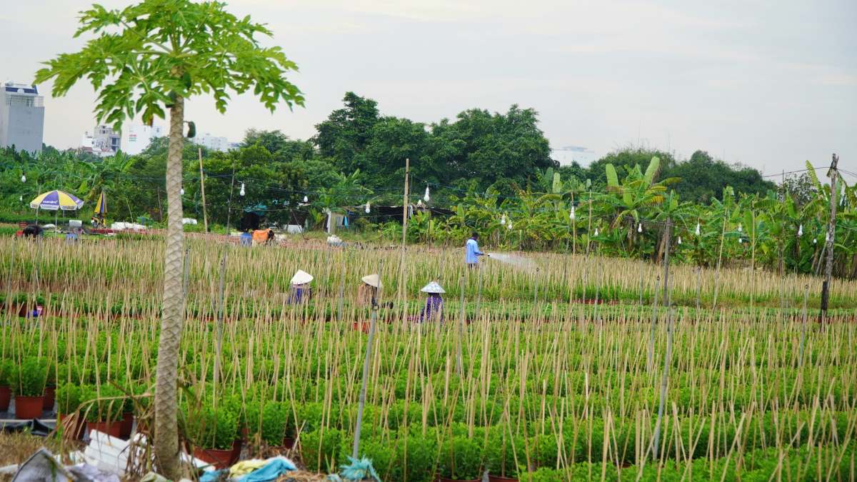 Làng hoa Thới An (Quận 12), từ lâu được biết đến là địa điểm trồng hoa lâu năm ở TPHCM. Vào mỗi dịp Tết Nguyễn Đán, nơi đây sẽ cung ứng ra thị trường hàng chục nghìn chậu hoa Tết các loại.