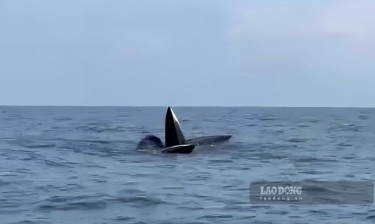 Đàn cá voi xuất hiện tại Cô Tô. Ảnh: Nguyễn Mến 