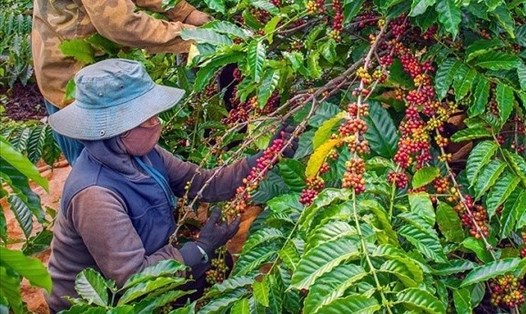 Cà phê vẫn là nguồn thu nhập chính của nhiều nông dân tại Đắk Lắk. Ảnh: Ngô Minh Phương