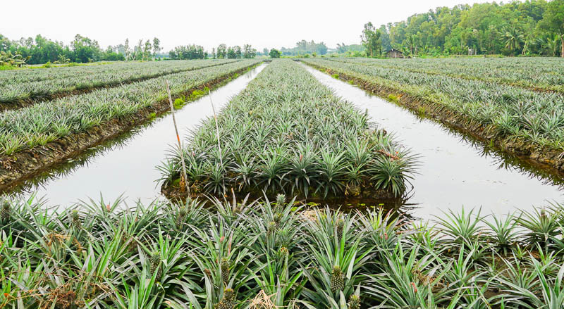 Một góc vùng chuyên canh khóm Cầu Đúc (Hậu Giang). Ảnh: Phương Anh