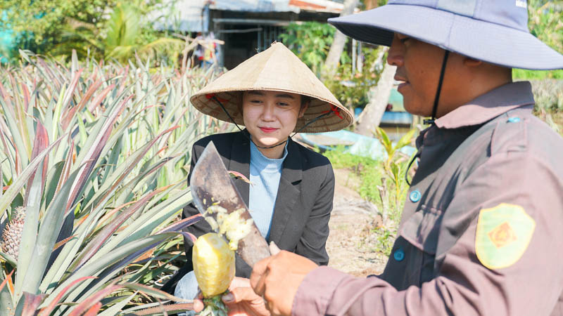 Du khách đến tham quan vương quốc khóm Cầu Đúc sẽ được ăn khóm chín tại vườn. Ảnh: Phương Anh