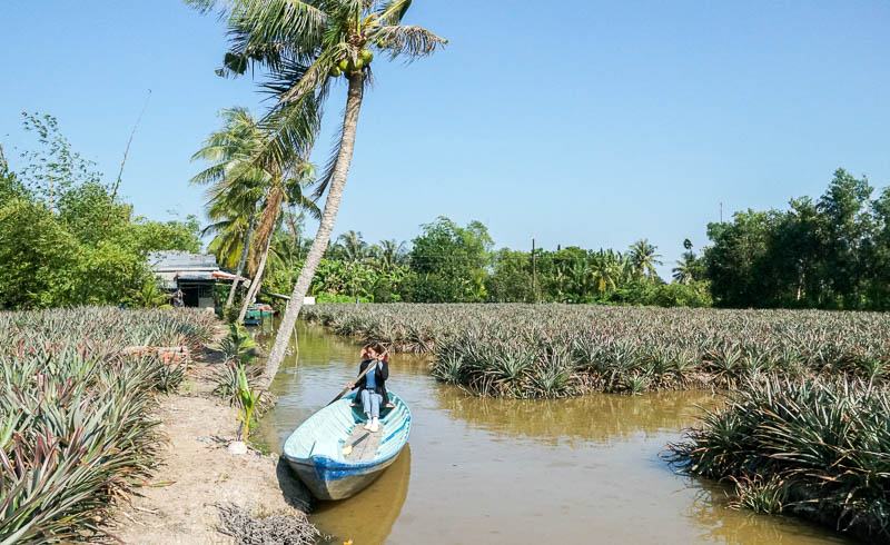 Về Hậu Giang thăm vương quốc khóm Cầu Đúc rộng bạt ngàn