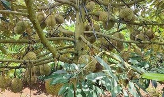 Hiện nay, toàn huyện Đam Rông đã phát triển được hơn 1.800 hecta cây sầu riêng nên nhu cầu người dân cần nắm bắt khoa học kỹ thuật để phát triển hiệu quả loại cây trồng này là khá cao. Ảnh: Bảo Lâm