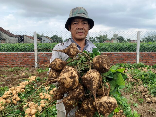 Nhiều nông dân may mắn được thương lái thu mua sắn, nhưng chỉ chọn những củ đạt chất lượng cao để mua với giá chạm đáy. Ảnh: Ngọc Viên