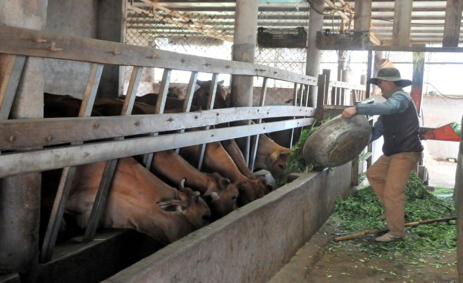 Chăn nuôi bò đang là hướng mà nhiều hộ gia đình trên địa bàn tỉnh Đắk Nông áp dụng để cải thiện thu nhập, thoát nghèo bền vững. Ảnh: Văn Tâm