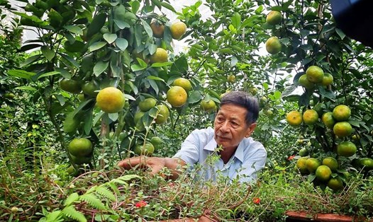 Quýt hồng lên chậu của nhiều nhà vườn ở Lai Vung mắc bệnh héo lá, trái quýt bị da cám không chuyển vàng như mọi năm. Ảnh: Hoàng Lộc