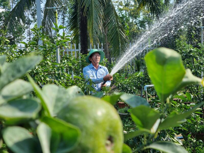 Quýt hồng lên chậu của một số nông dân ở huyện Lai Vung, tỉnh Đồng Tháp bị héo lá, ảnh hưởng đến chất lượng chậu quýt hồng. Ảnh: Hoàng Lộc