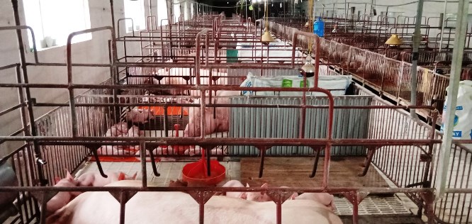 Đàn lợn của ông Nguyễn Hanh (Mỹ Đức, Hà Nội) đã giảm khoảng 20% so với đầu năm. Ảnh: Vũ Long