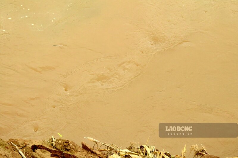 Dòng nước sông Hồng chảy xiết, đục ngầu khi chảy qua các vị trí bị sạt lở.