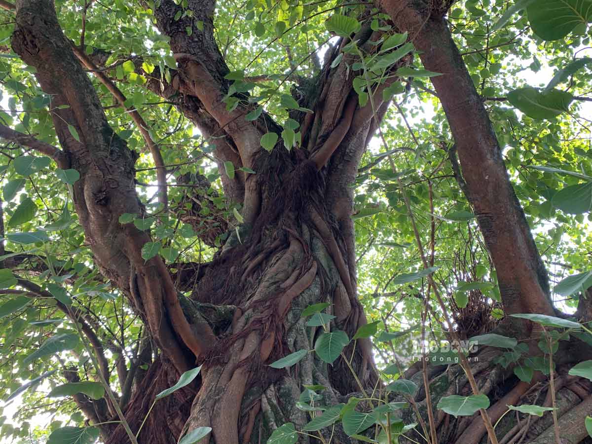 Thân cành của cây bồ đề khúc khuỷu màu nâu sẫm, các cành cây phân cấp tạo tán hình