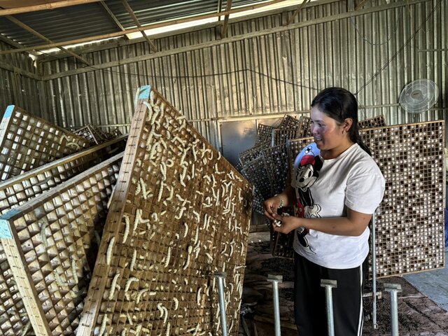 Sau khi được học nghề trồng dâu nuôi tằm, chị Cil K' Jôn đã phát triển kinh tế hiệu quả, mang lại nguồn thu nhập ổn định cho gia đình. Ảnh: Bảo Lâm