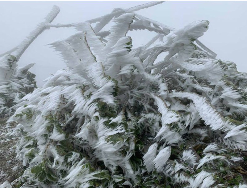 Băng tuyết đóng trên hoa màu và cây cối tại đỉnh Phja Oắc. Ảnh: Đơn vị cung cấp.