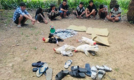Nhóm đối tượng vào khu đất trống đá gà bị Công an huyện Long Hồ, tỉnh Vĩnh Long phát hiện bắt quả tang: Ảnh: Công an cung cấp. 