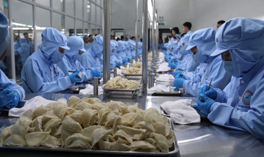 Công nhân Nhà máy chế biến nguyên liệu Sanvinest Khánh Hòa đang chạy đua sản xuất cuối năm. Ảnh: Phương Linh