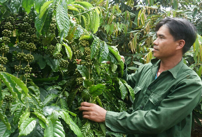 Hiện xã Đắk Wer đã có các chuỗi liên kết bền vững về hồ tiêu, cà phê, sầu riêng gắn với mã vùng trồng, truy xuất nguồn gốc. Ảnh: Đức Hùng