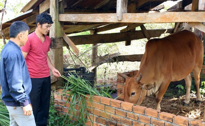 Gia đình anh Điểu Tài (phải ảnh) được quan tâm, hỗ trợ trao bò giống để có thêm sinh kế thoát nghèo. Ảnh: Thanh Hằng