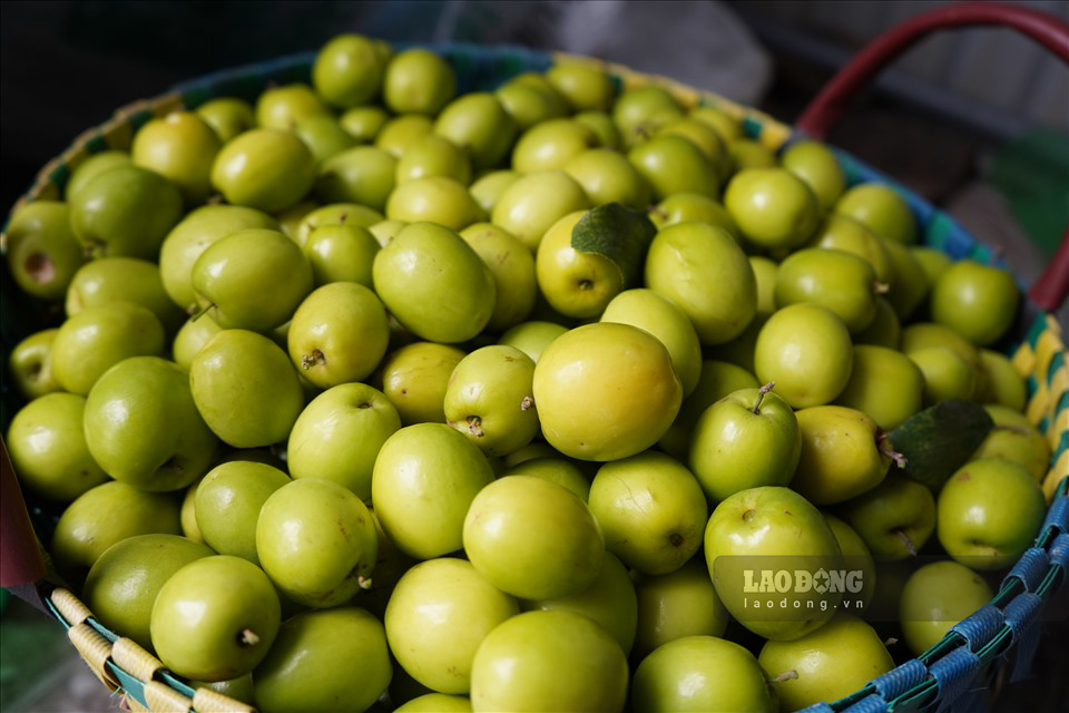 Thương hiệu “táo muối” và vị ngọt hấp dẫn đã khiến thứ quả đặc sản của phường Bàng La luôn cháy hàng dịp Tết. Ảnh: Mai Dung